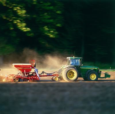 Sowing rapeseed